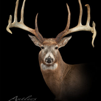 The image displays the mounted head of a white-tailed deer with large, detailed antlers against a black background, featuring the signature watermark "Antlers by Klaus" and showcasing the Moffet Indiana Legends Sheds.