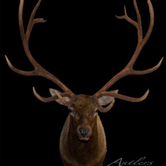 A mounted Montana Monster Elk head with large, branching antlers is displayed against a black background. The image features the Antlers by Klaus logo in the bottom right corner.