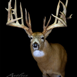 The Montana Mystery Buck is a taxidermy mount of a large whitetail deer with impressive, symmetrical multi-point antlers, displayed against a black background and facing forward.