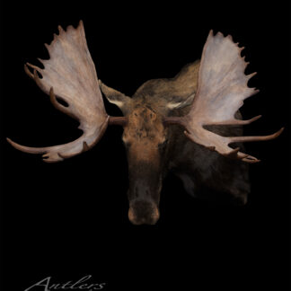 A mounted Northern Minnesota Moose head with large, wide antlers is displayed against a black background. The text "Northern Minnesota Moose" and a copyright notice appear in the lower left corner.