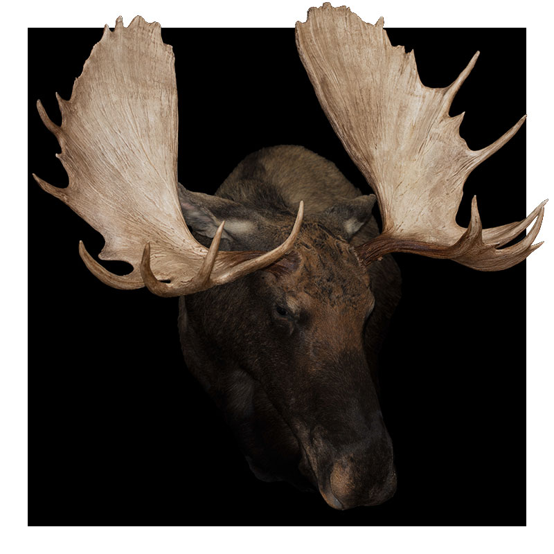 A moose with large, broad antlers facing forward against a solid black background.