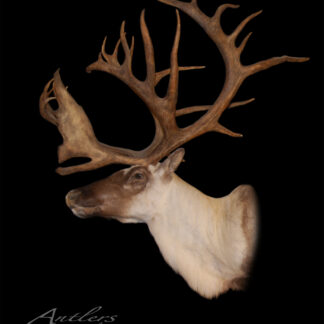 A mounted Mountain Caribou head with large, intricate antlers is displayed against a black background. “Antlers by Klaus” and copyright information appear in the lower left corner.