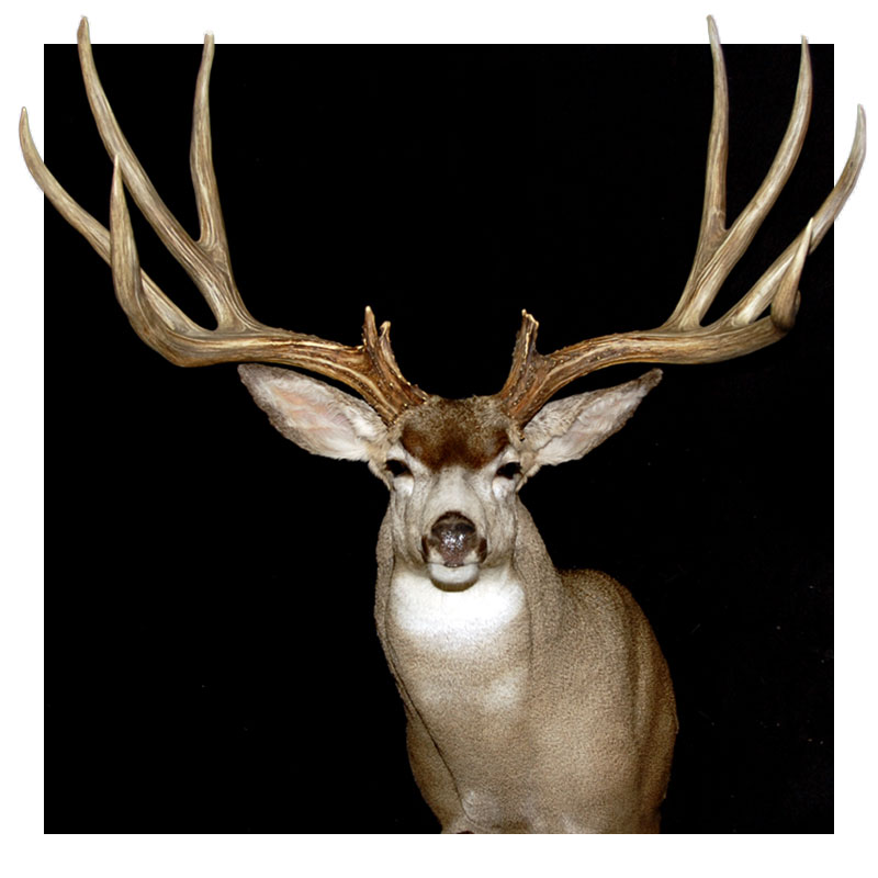 A deer with large, branching antlers stands facing forward against a solid black background.