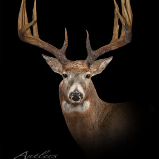 A detailed photo of the Murash Buck, featuring its large, symmetrical antlers and textured fur, mounted and facing forward against a black background.