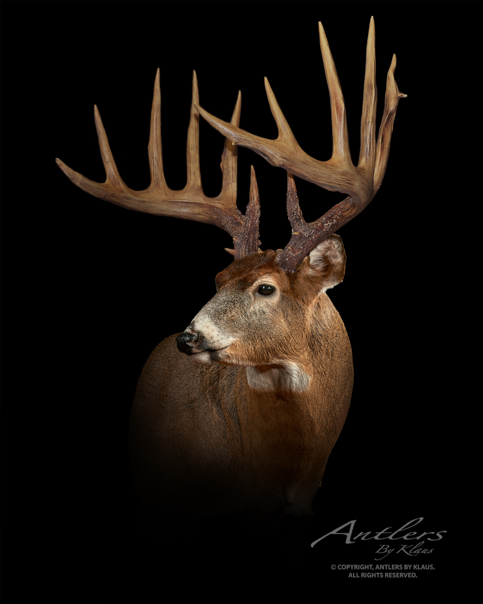 Murash Buck - Antlers by Klaus