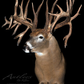 The Murray Mellon Buck features a mounted deer head with exceptionally large, complex antlers full of points and intricate branches, displayed against a black background. "Antlers by Klaus" appears in the lower left corner.