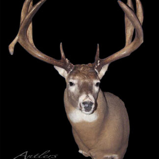 The Muscoda Monster, a mounted deer head with wide, symmetrical antlers, is displayed against a black background. "Antlers By Klaus" appears in the lower left corner.