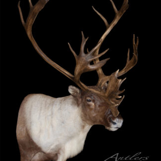 A Newfoundland Woodland Caribou taxidermy mount with large, branching antlers and a brown and white coat is displayed against a black background, featuring an Antlers By Klaus watermark.