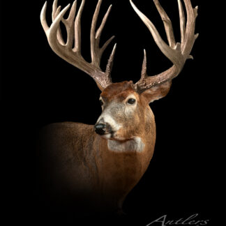 A large white-tailed deer buck with wide antlers stands against a black background, facing slightly left. Detailed texture is shown in its fur and antlers. "Nick Petersen Buck" is written in the bottom right.