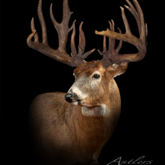 The Bruce Nielson Buck stands against a black background, showcasing its wide, heavily branched antlers. Professional lighting highlights the detailed fur and impressive antlers of this large whitetail deer.
