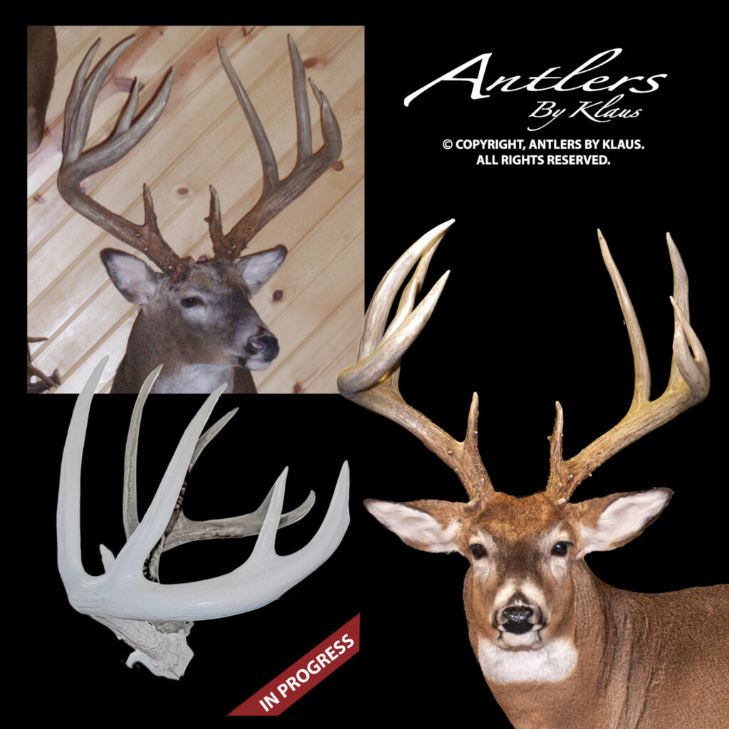 A composite image shows a mounted deer head with large antlers, a close-up of the same deer, and a separate white antler replica labeled IN PROGRESS. The text reads Antlers By Klaus.
