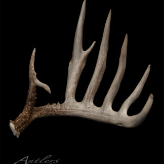 The OG Buck Shed Left, a large brown and white deer antler with six prominent tines, is displayed against a solid black background. Its texture and details are visible, with "Antlers by Klaus" in the bottom left corner.