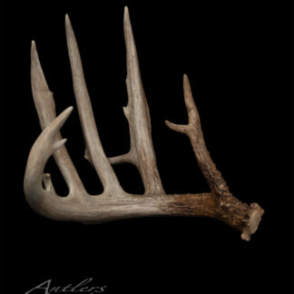 The OG Buck Shed Right is a single deer antler with four large tines and one smaller branch, shown on a black background. Its base is dark brown, fading to light beige at the tips. "Antlers By Klaus" appears in the bottom left corner.