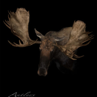 A moose with impressive, wide antlers stands against a black background, the lighting accentuating their texture and size. "Ol' Flat Top Moose" appears in white script at the bottom left.