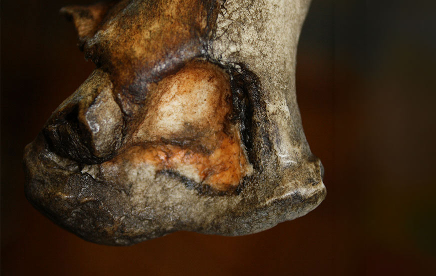 A close-up view of a weathered, partially fossilized animal bone, showing rough textures and shades of brown, tan, and gray, with dark cracks and crevices.