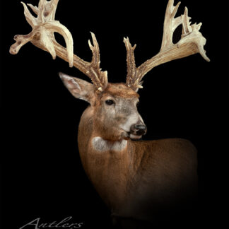 A close-up of a deer with wide, intricately branched antlers is featured against a solid black background in "Trant Packham Sheds II.