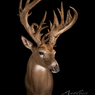 A Werth Buck deer head with large, ornate antlers is displayed against a solid black background. "Antlers by Klaus" is signed in the bottom right corner.