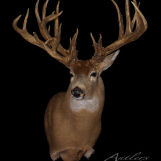 A taxidermy mount of the Richard Pauli Buck, showcasing its impressive antlers against a solid black background. “Antlers By Klaus” is displayed in the lower right corner.
