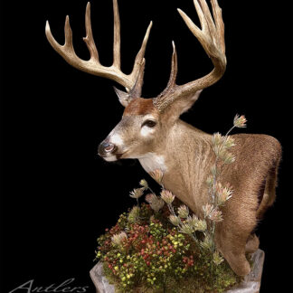 A large buck taxidermy mount with wide antlers is displayed on a Rustic Pedestal with Habitat Add-on, featuring artificial greenery and berries against a black background.