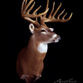 A taxidermy mount of a white-tailed deer with large, multi-point antlers is set against a black background, its body angled slightly right. "Potato Field Sheds" appears in the lower right corner.