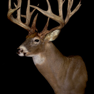A mounted deer head with large, intricate antlers is displayed against a black background. The wide, branching antlers have multiple points. "Jeff Powell Buck" is written in the lower left corner.