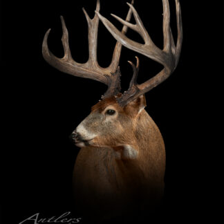 A detailed portrait of a red-wing buck with large, multi-point antlers is set against a solid black background. “Red Wing Buck” and copyright details are shown at the bottom left.