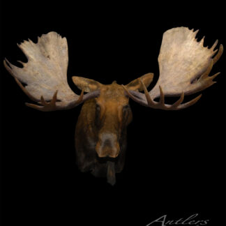 A mounted Rex Nick Record Moose head with large, broad antlers is displayed against a black background. The text "Antlers By Klaus" appears in the lower right corner.