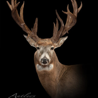 Richard Pauls Buck is depicted against a black background, showcasing the white-tailed deer's head and upper body, its alert expression, and large, symmetrical multi-pointed antlers.