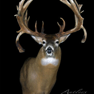 A mounted deer head, the Riniker Buck, with wide, multi-tined antlers is displayed against a black background. "Antlers by Klaus" appears in the bottom right corner.