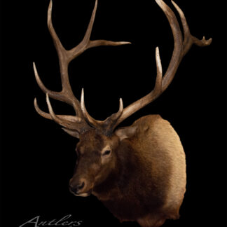 The Rizek Elk, a mounted elk head with large, branching light brown antlers and rich brown fur, is displayed against a black background. The image features the Antlers by Klaus watermark.