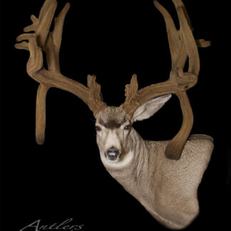 The Cody Robbins Buck is a taxidermy mule deer mount with large, velvet-covered antlers, displayed against a solid black background. The forward-facing deer highlights intricate detail in both its antlers and fur.
