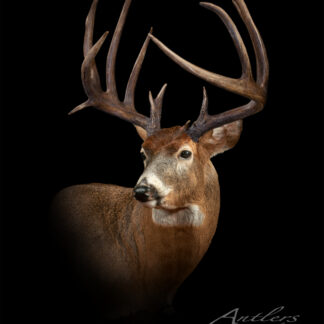 A white-tailed deer with large, branching antlers appears against a black background. The animal faces slightly right, showcasing its strong neck and alert look. "Robinson Buck" is displayed in the corner.
