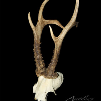 A Roe Deer skull with two large, textured antlers is displayed against a solid black background. "Roe Deer" is written in the lower right corner.