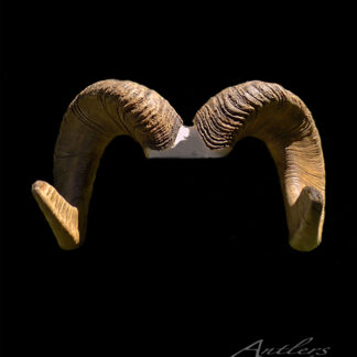 A pair of curved, textured Chris Rognlien Desert Sheep horns displayed against a solid black background, with "Antlers By Klaus" in cursive in the lower right corner.