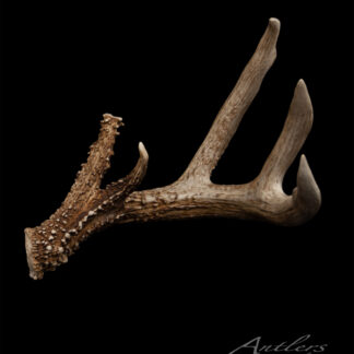 The Rory Peterson Shed Left, a single deer antler with three main points and a textured, spiked base, is displayed on a solid black background. The Antlers by Klaus logo is visible in the lower right corner.