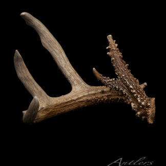 The Rory Peterson Shed Right is a single deer antler with three main points, featuring a rough base and smooth tines, shown on a black background with "Antlers By Klaus" text in the bottom right corner.