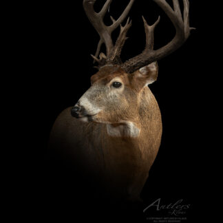 A close-up of a white-tailed deer with large, intricate antlers is set against a black background. The lighting highlights the deer's fur and antlers. "Royal Crown 10" appears at the bottom right.