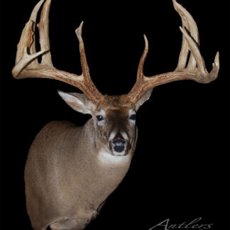 A taxidermy mount of the Sal Aherens Buck, featuring impressive and wide antlers, is displayed against a black background with the text “Antlers by Klaus” in the lower right corner.
