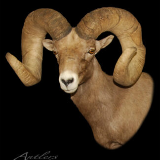 The Salois Desert Sheep, with its large curved horns and brown fur, is mounted and displayed against a solid black background. "Antlers by Klaus" appears in the lower left corner.