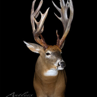 The Tom Schiever Sheds, featuring a mounted deer head with impressive, multi-pointed antlers, is displayed against a solid black background. The alert deer image is copyrighted by Antlers by Klaus.