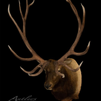 The Schnitzler Wide Boy Elk, featuring impressive tall antlers and brown fur, is mounted against a black background. The image displays the Antlers by Klaus watermark at the bottom left.