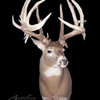 The Scott Brooks Buck features a mounted deer head with large, complex, asymmetrical antlers against a plain black background. The deer displays a light brown body with white chest and face markings.