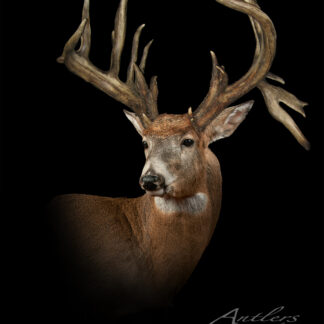 A detailed portrait of a deer with large, textured antlers against a black background. Lighting highlights the deer’s face and antlers. The image features the text Shawn Jones Buck in the bottom right corner.