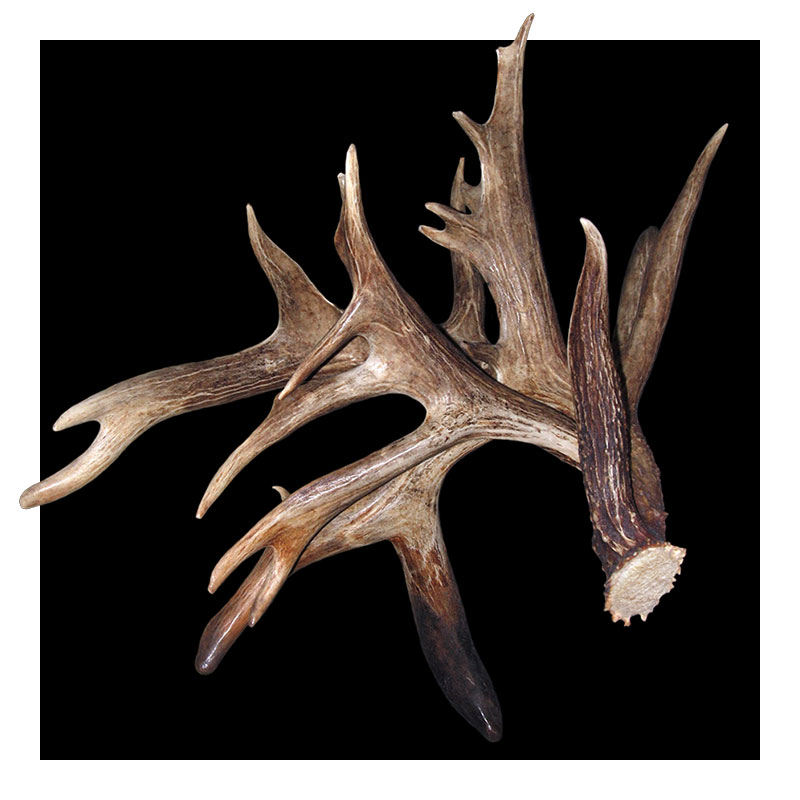 A large, multi-branched deer antler with a rough base and pointed tines, displayed against a solid black background.