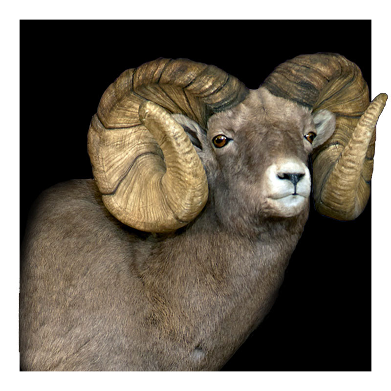 A bighorn sheep with large, curved horns is shown against a solid black background, facing slightly to the right. Its thick brown fur and prominent horns are clearly visible.