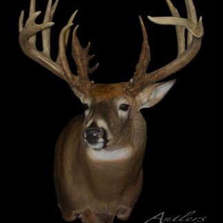 The Shredder Buck Set features a mounted deer head with large, branched antlers against a black background. Its brown fur and white chest are visible, and the Antlers by Klaus logo appears in the lower right corner.