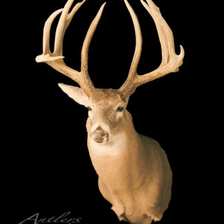 A mounted John Shumate Buck with tall, branched antlers is displayed against a solid black background. The image features a watermark reading Antlers By Klaus.