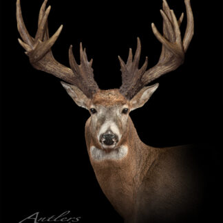 A taxidermy mount of the Schumlik Buck, featuring large, elaborate antlers, is displayed against a solid black background with an "Antlers by Klaus" watermark at the bottom left.