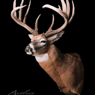The Fred Sierks Sheds features a mounted deer head with large, symmetrical antlers displayed against a black background. The deer faces slightly left, highlighting its detailed fur and impressive antler structure.