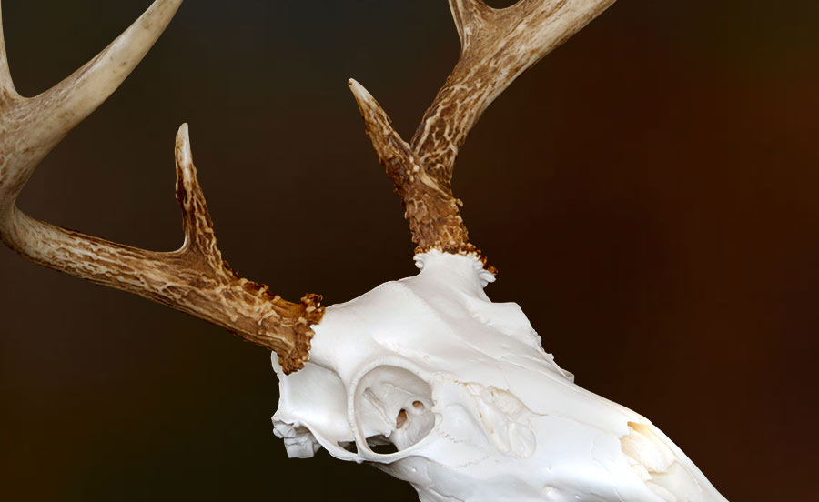 A close-up of a deer skull with antlers against a dark, blurred background. The antlers are brown and textured, while the skull is white and detailed.